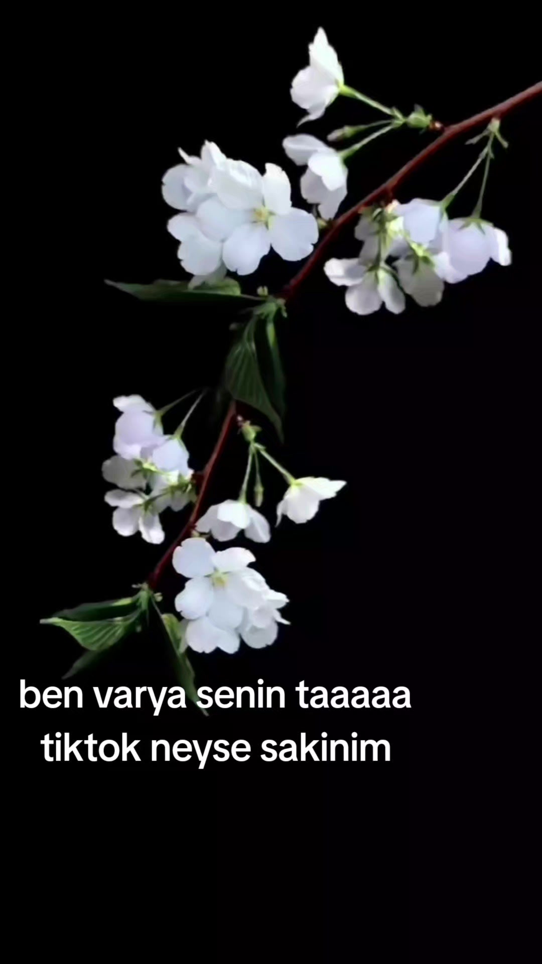 @cadı seda