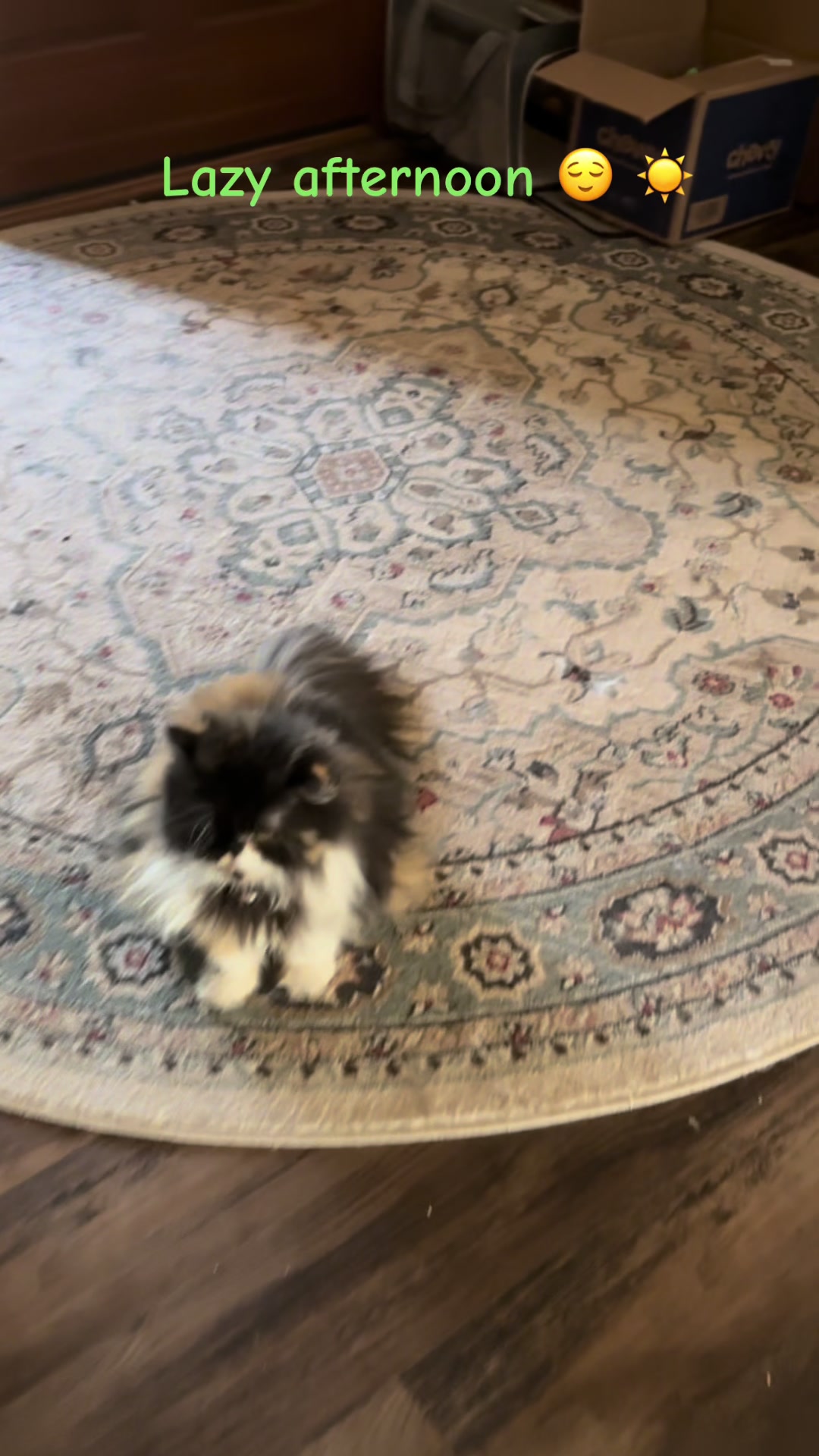 @Melissa&rsquo;s9Lilfluffs