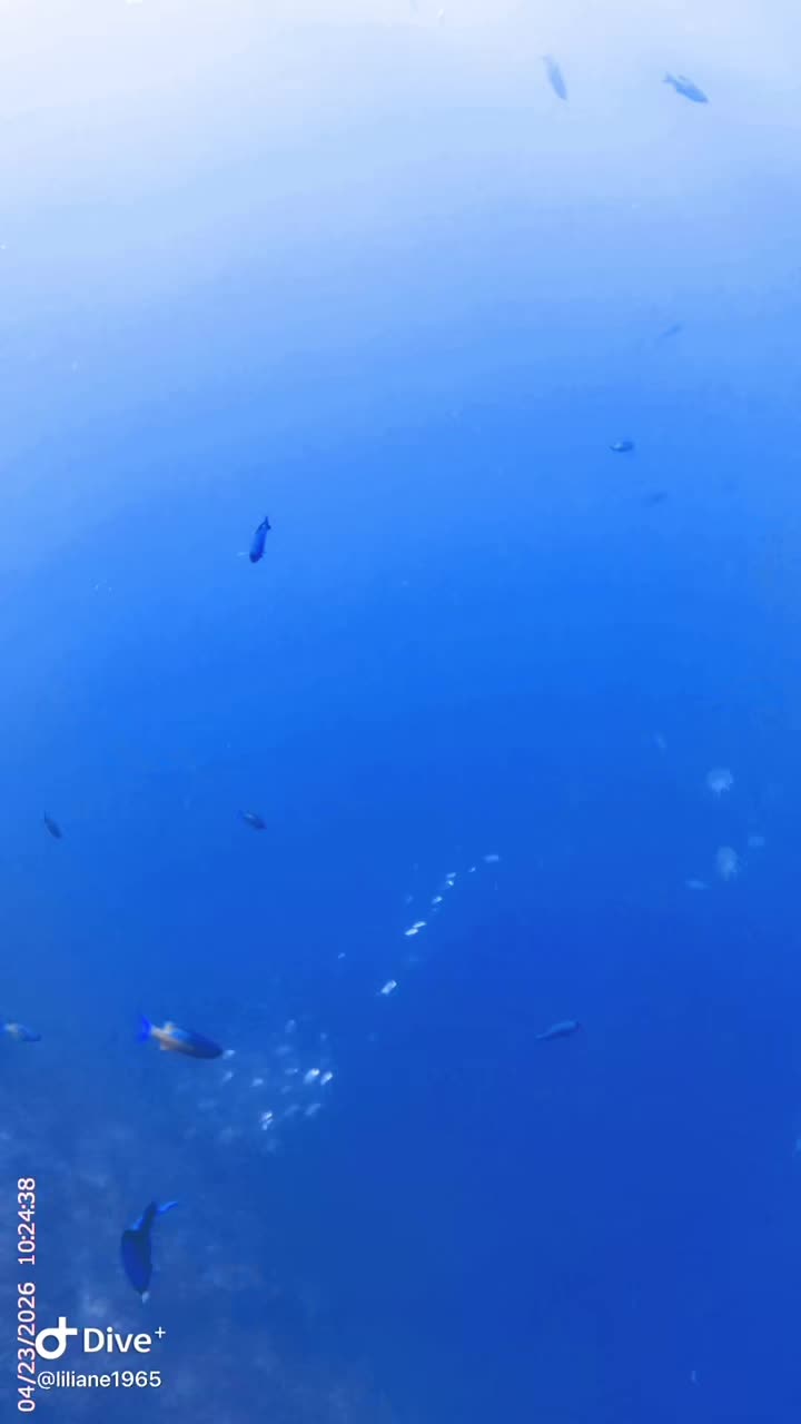 @Divestories Curacao    +Follow