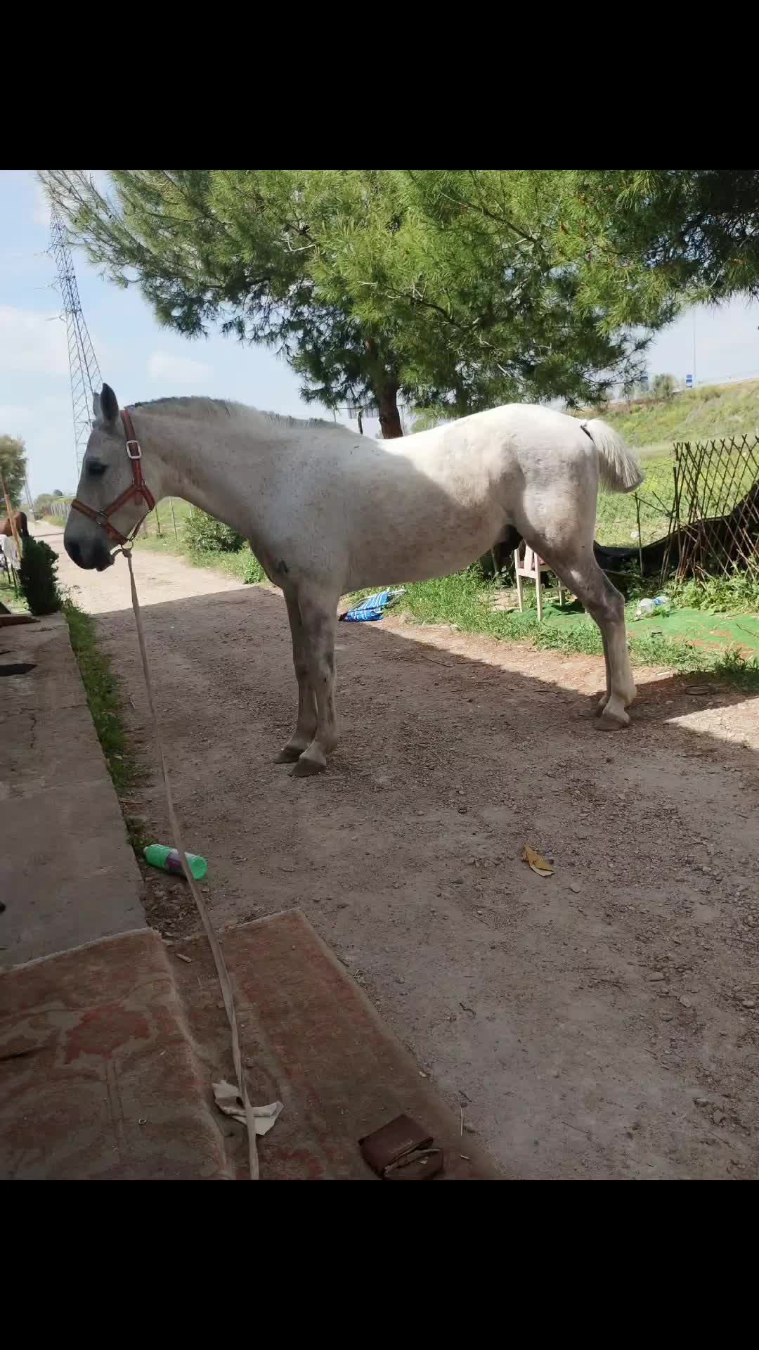 @CUADRA FERN&Aacute;NDEZ 🇦🇿🐎