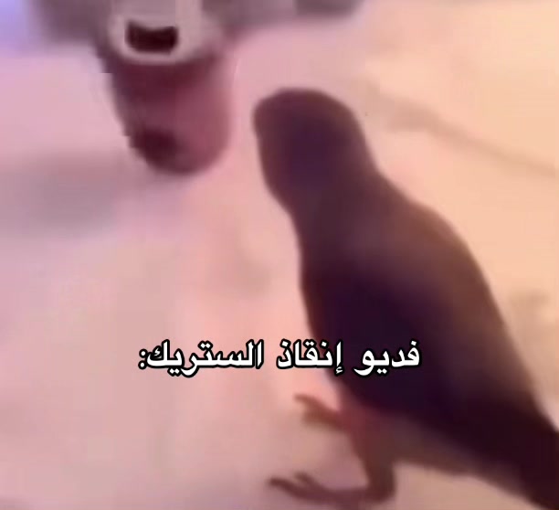 @الايقوني🗿