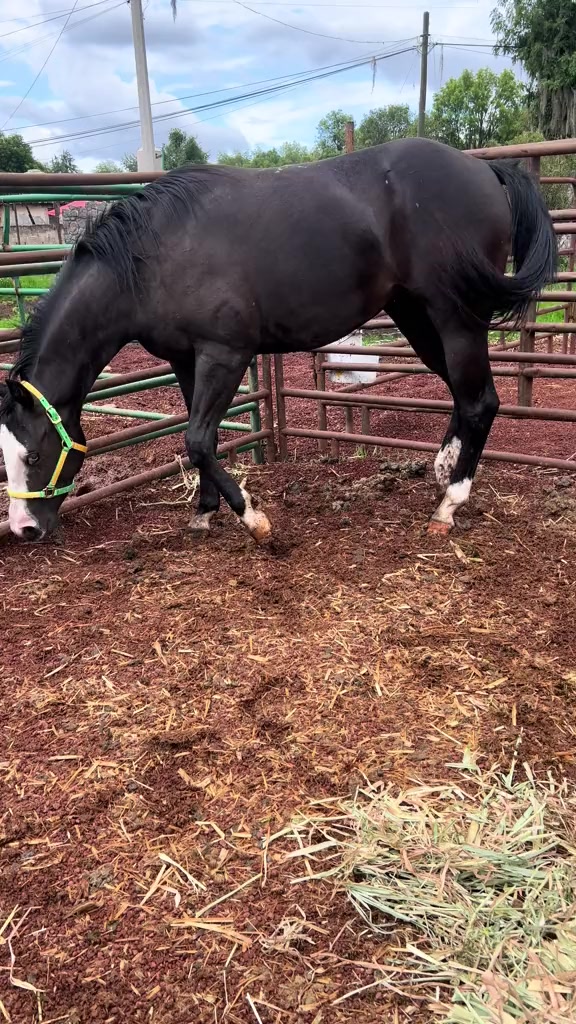 @haras amorim
