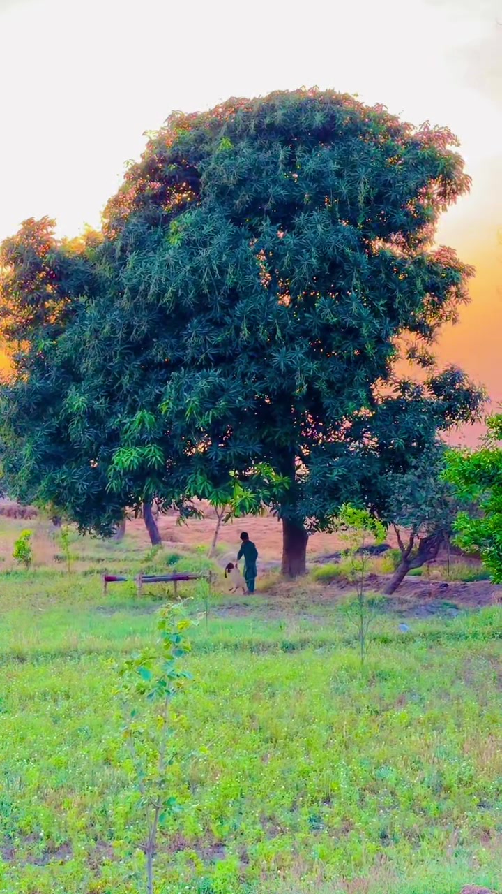 @سوہنا پنجاب🌾🫀