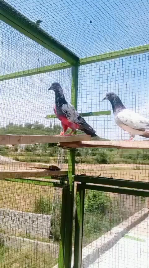 @Raxhi 77
