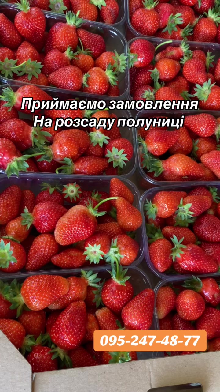 @Strawberry Shop