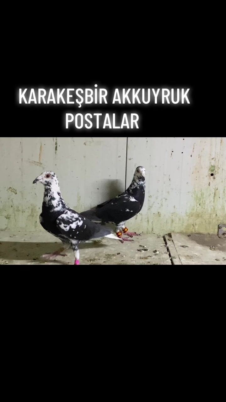 @ⒼİSMAİL ACARⒼ
