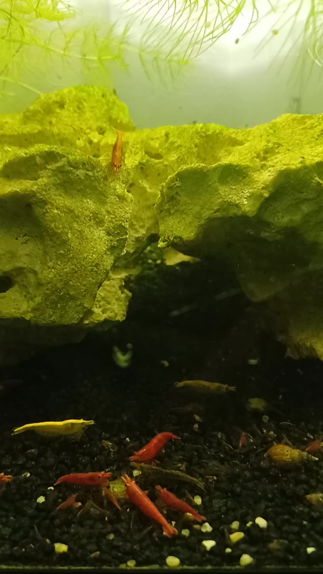 @poissons aquarium