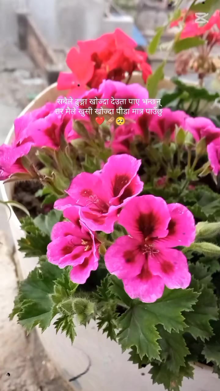 @दल्ली...🙈🤭