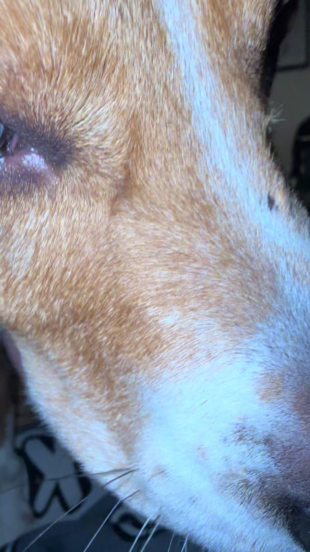 @ThatBeagleGus