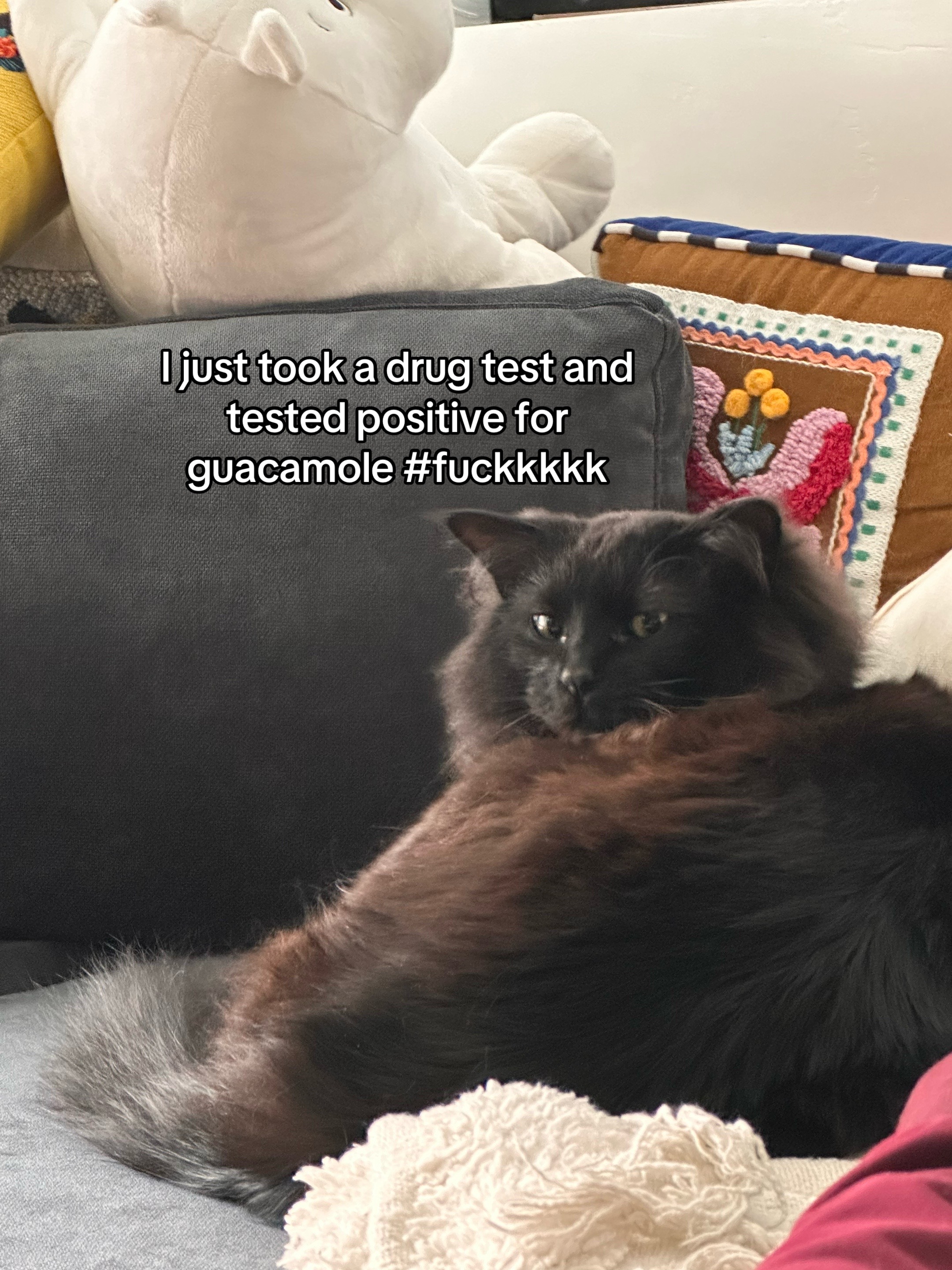 @sterling.the.cat