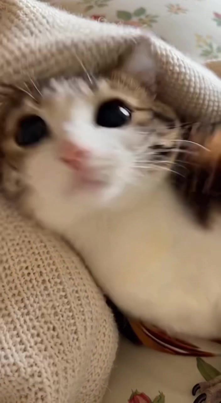 @Jijmeowl