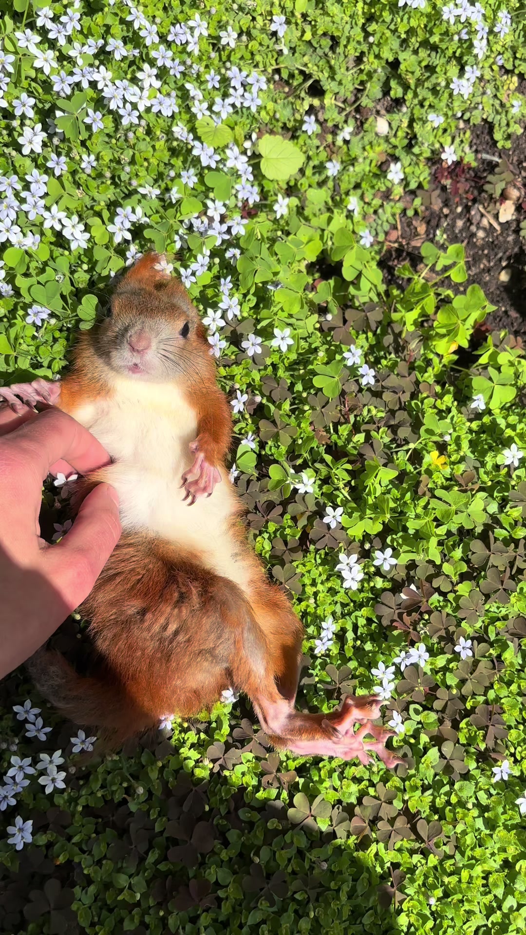 @Jenny&Skippi🐿️ TeamV🐿️u🦔🏰