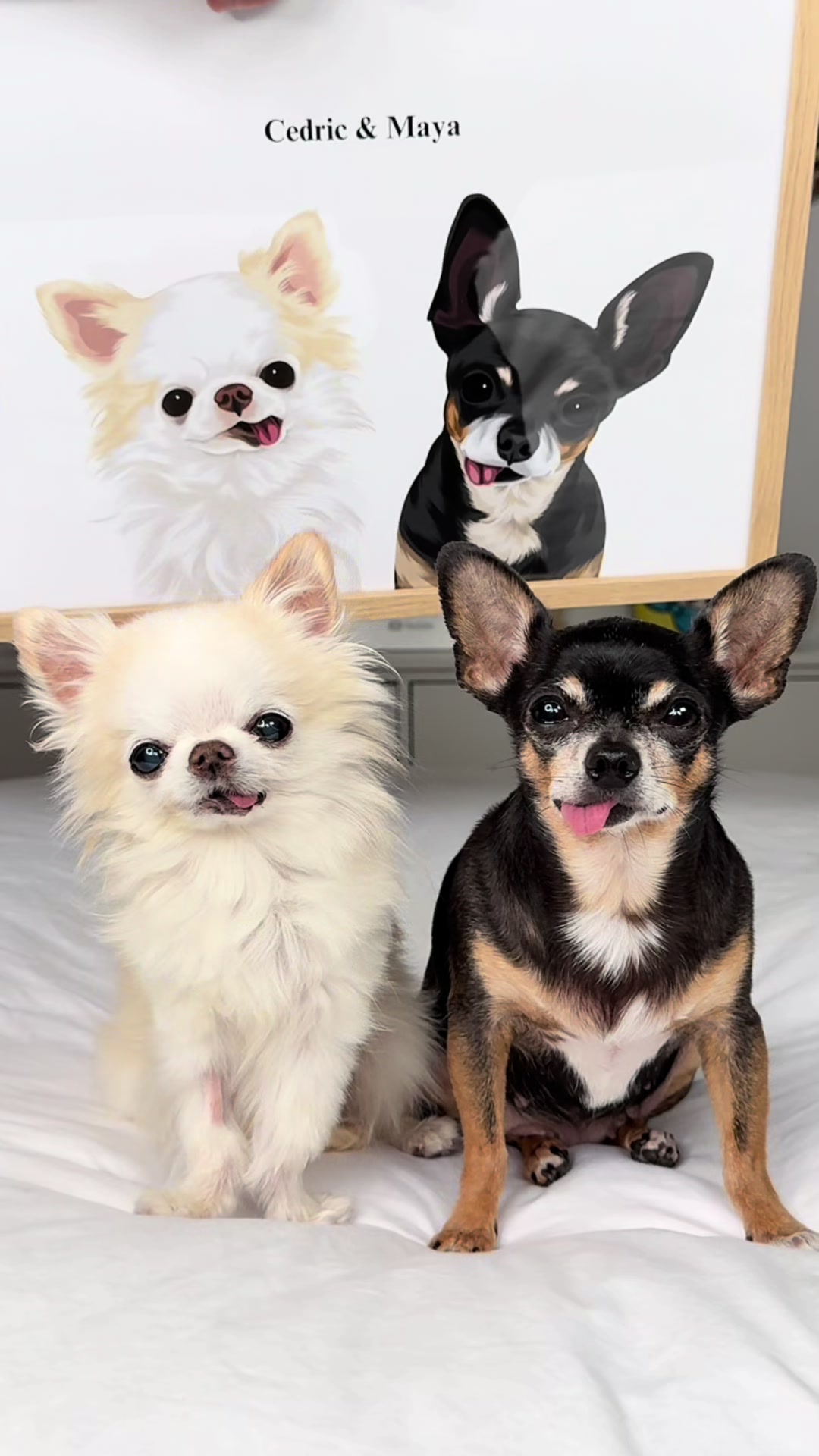 @Tiny Chihuahua Cedric & Maya