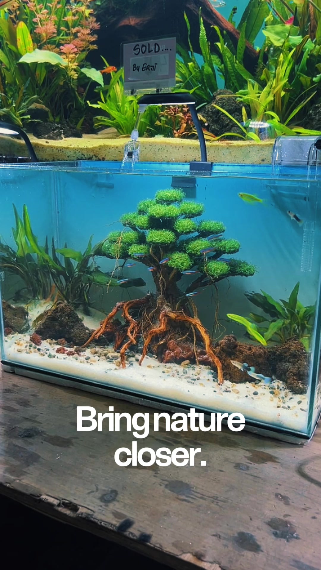 @Rawalumbu Aquatic Design