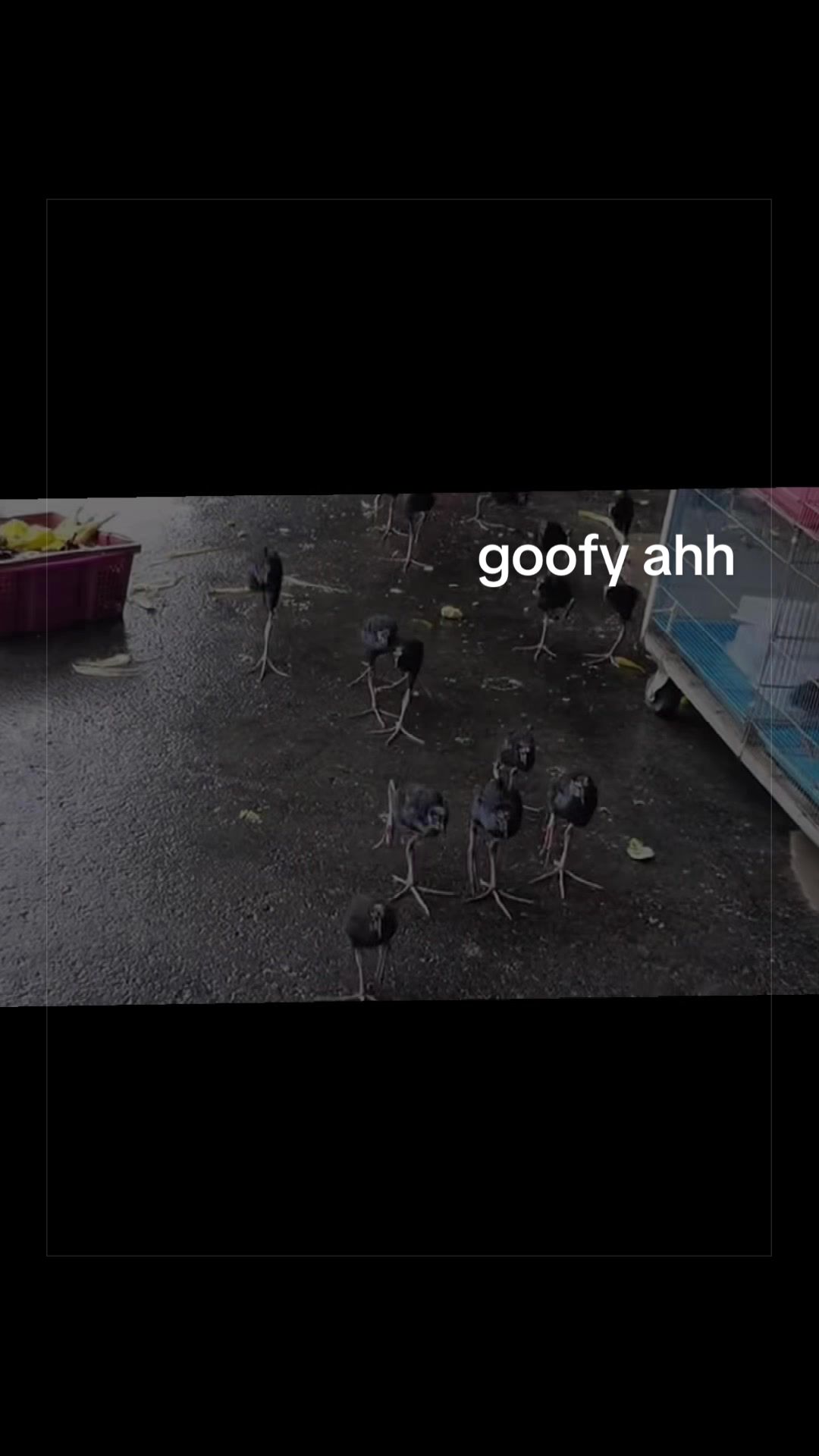 @ᴅɪᴏʀᴢ&reg;