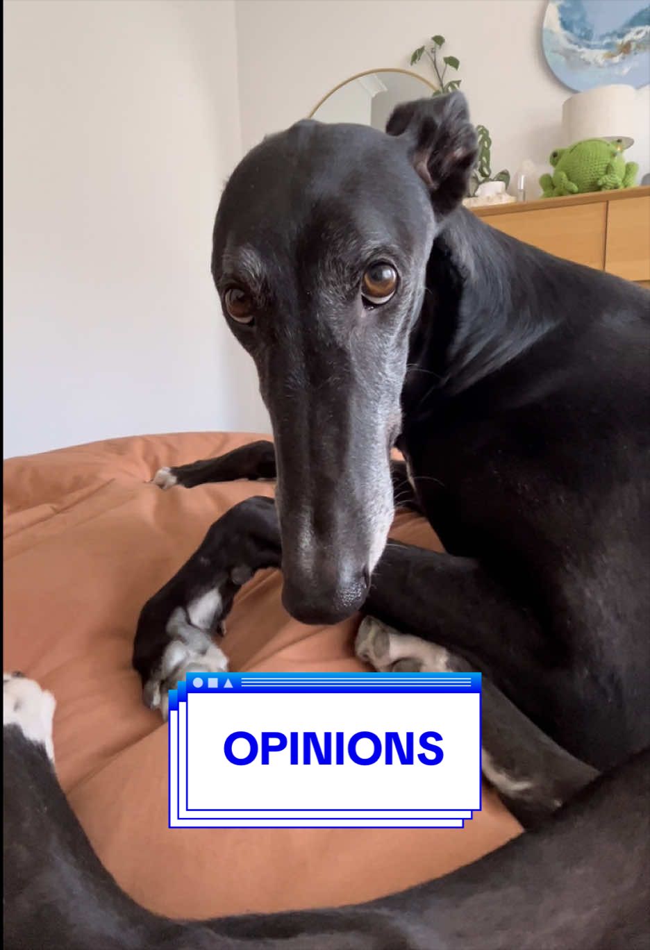 @chilli the greyhound 🌶️