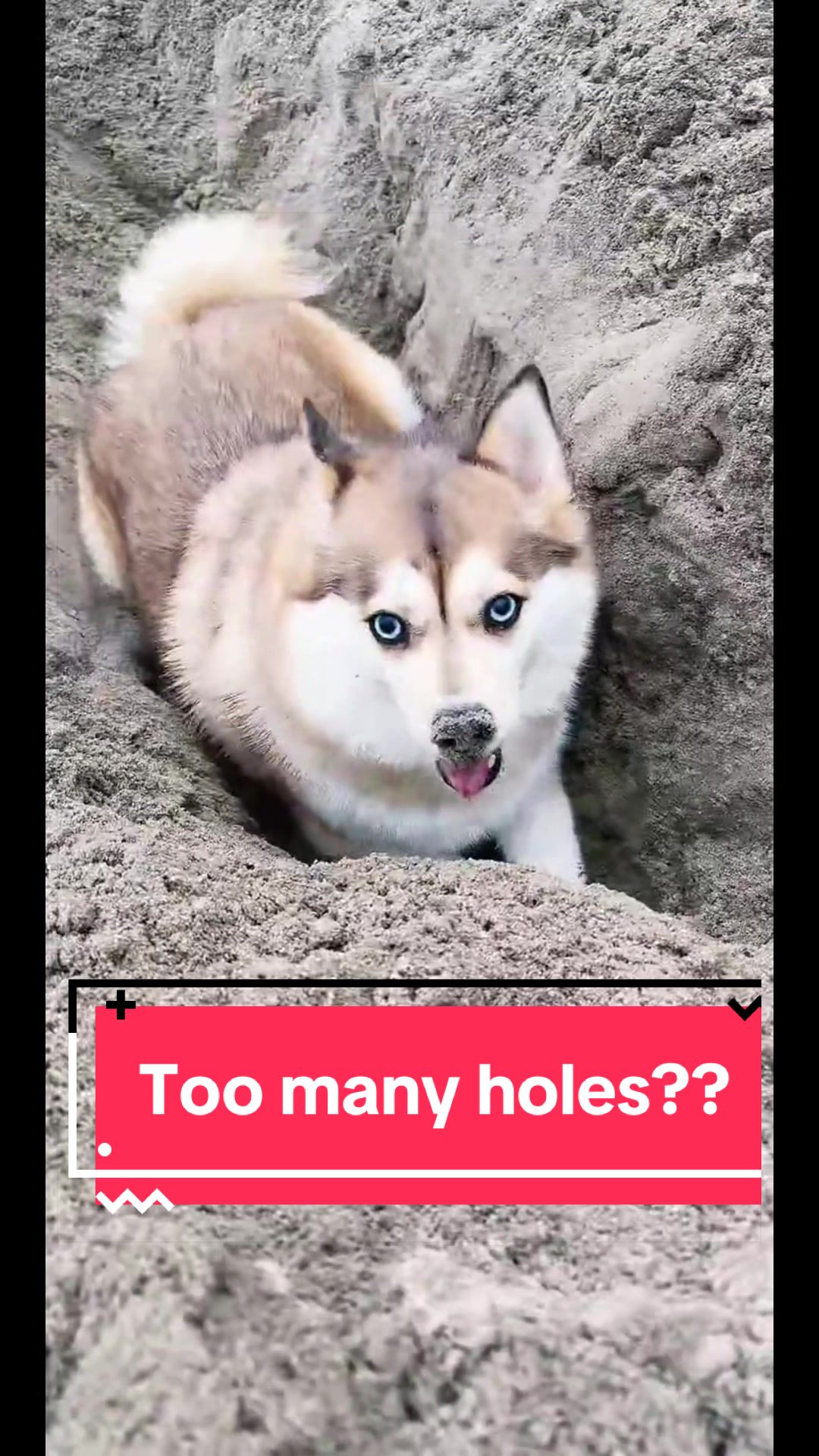 @Ruby the Pomsky