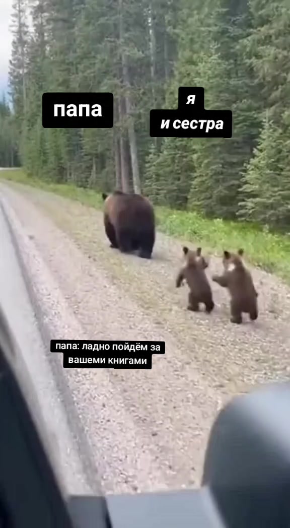 @книжный лисёнок