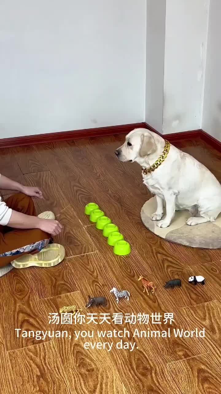 @dogadoption
