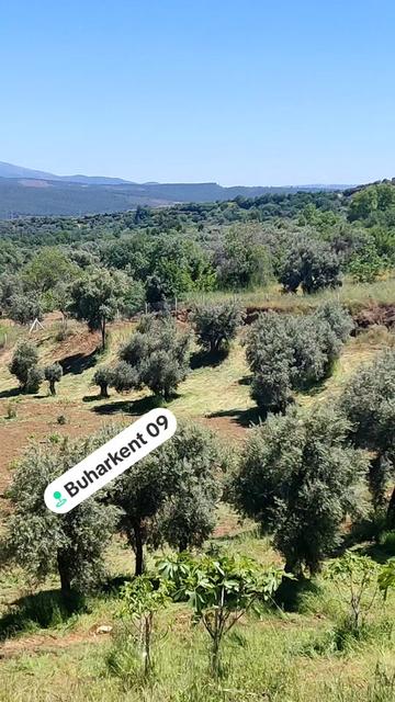 @🌼😎mesut😎🌼