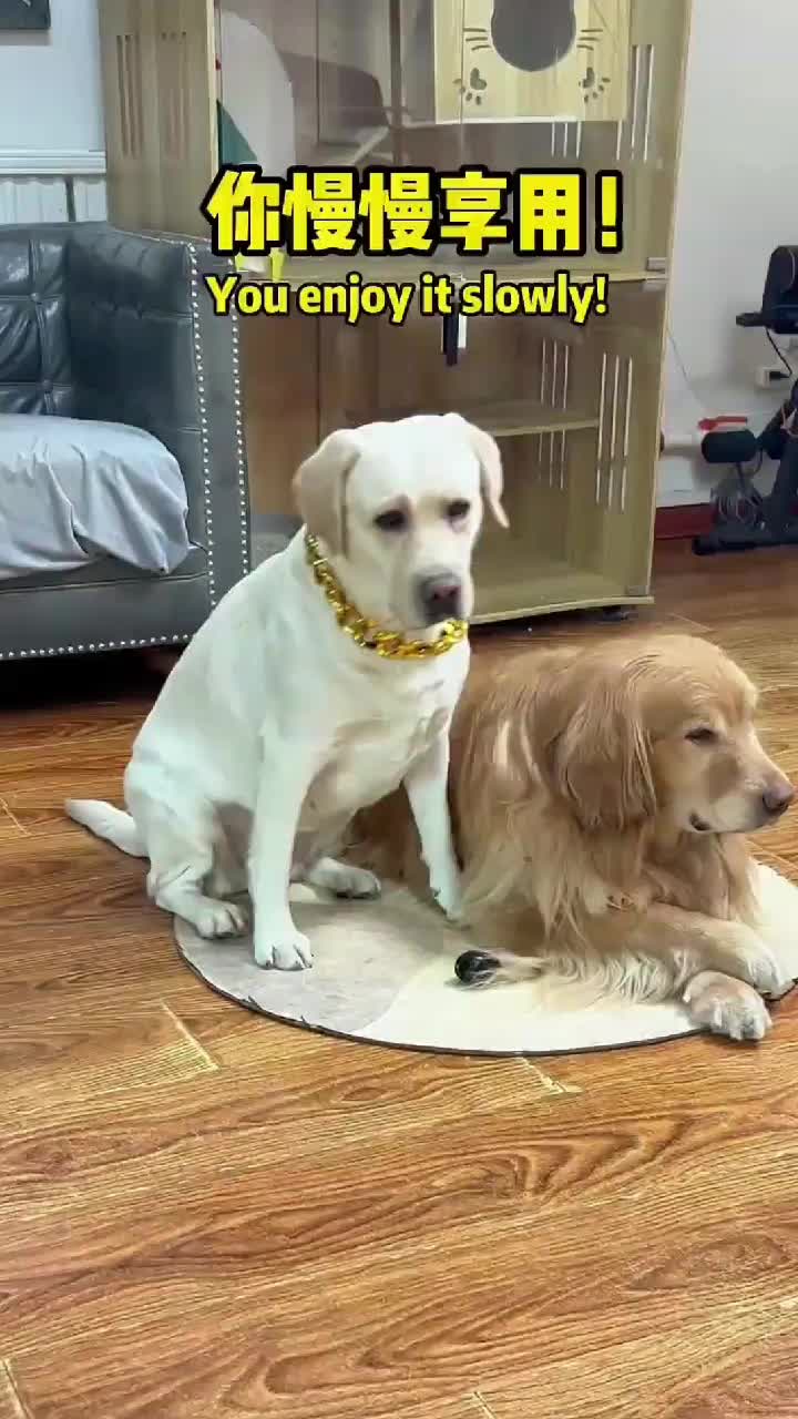 @dogadoption