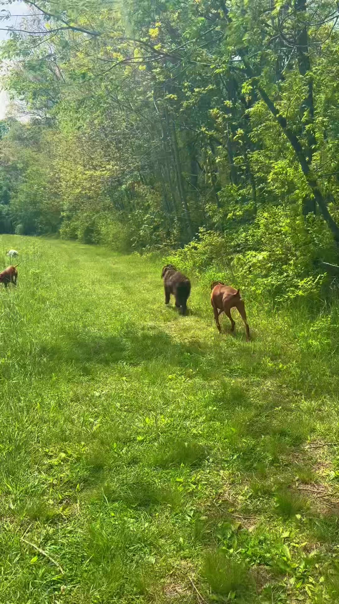 @Wiggle butt