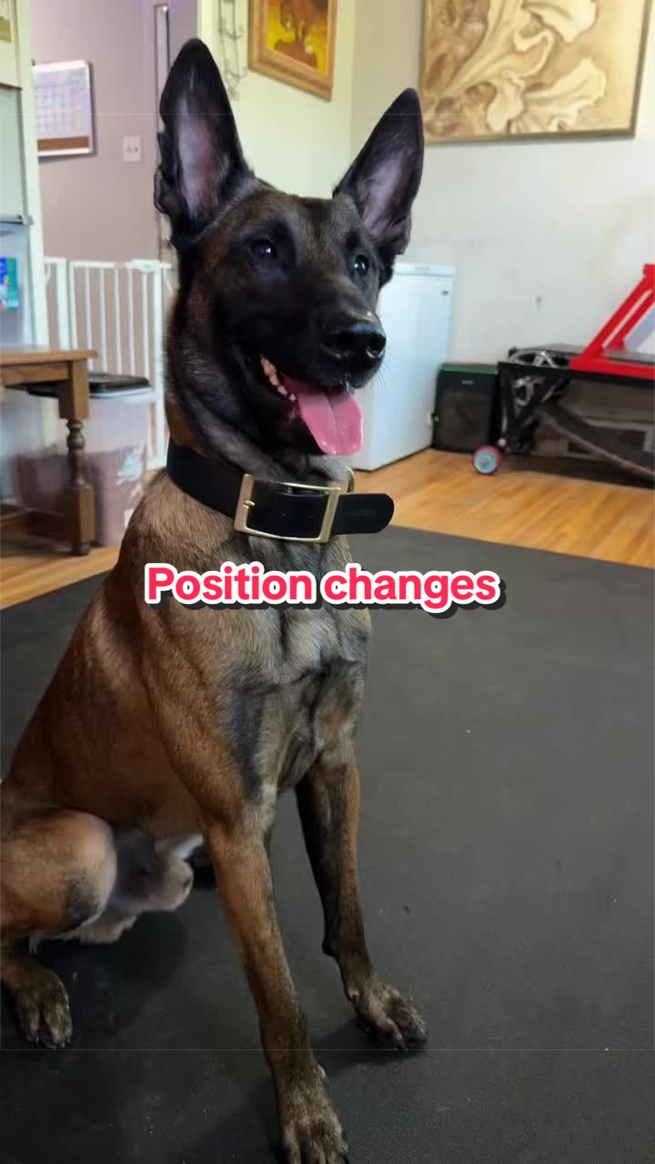 @CRZK9 Dog Training