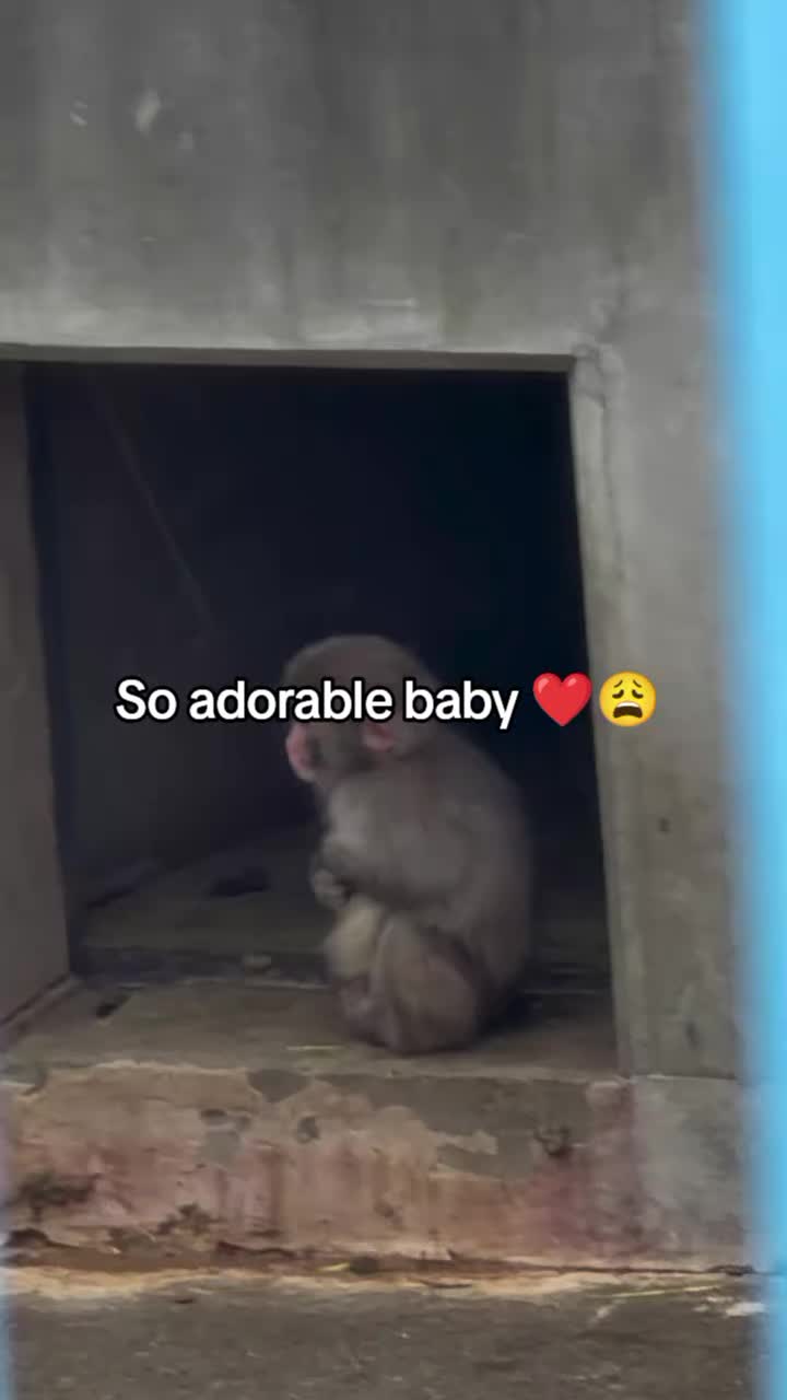 @Thepunchmonkey.com