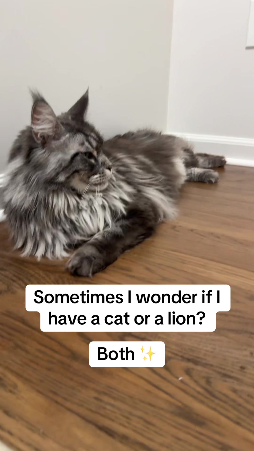 @Theo & Ember 🐈🐈⬛