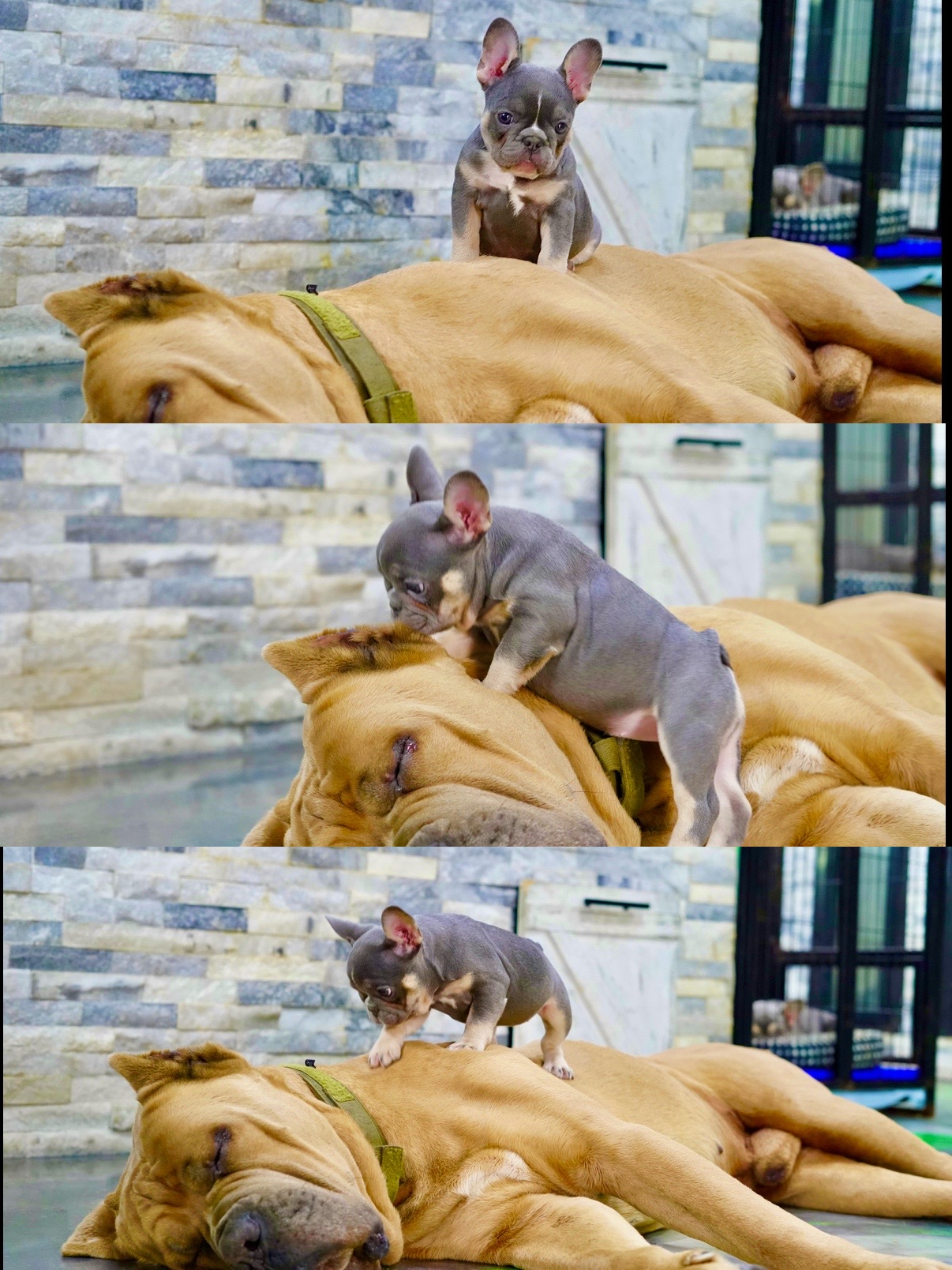 @The Bulldog Breeder