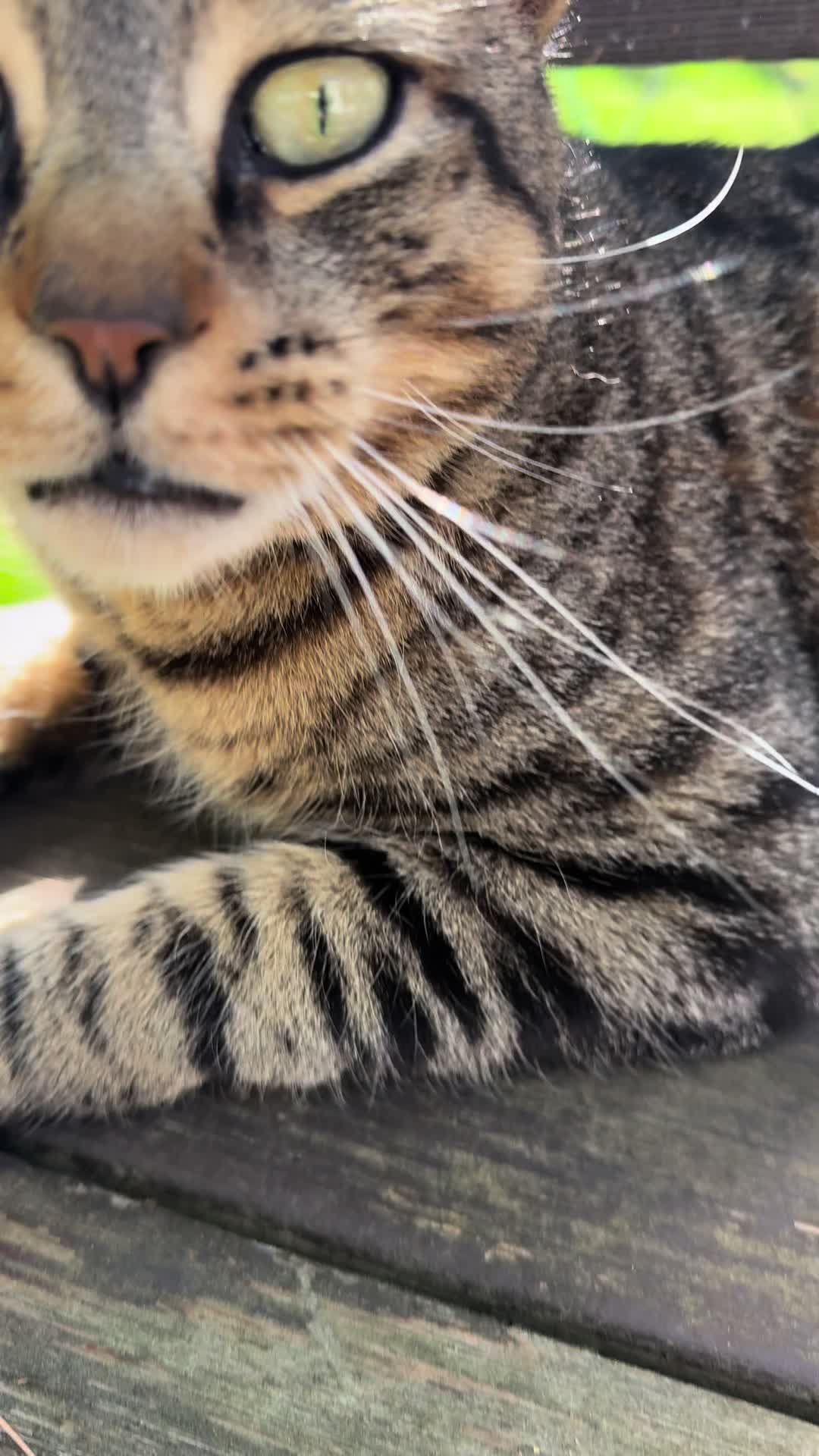@Coby the Cat 🐾