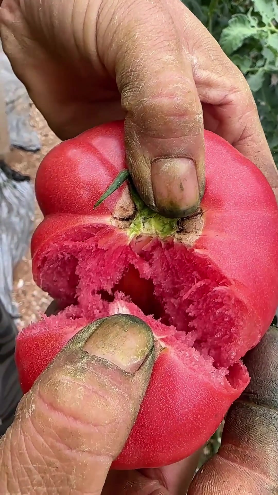 @A May Farm