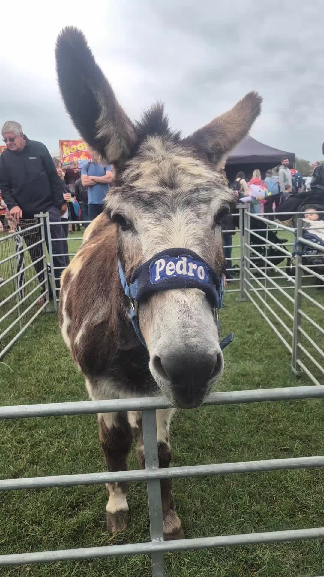 @Kellys Donkeys & 2nd Chance F
