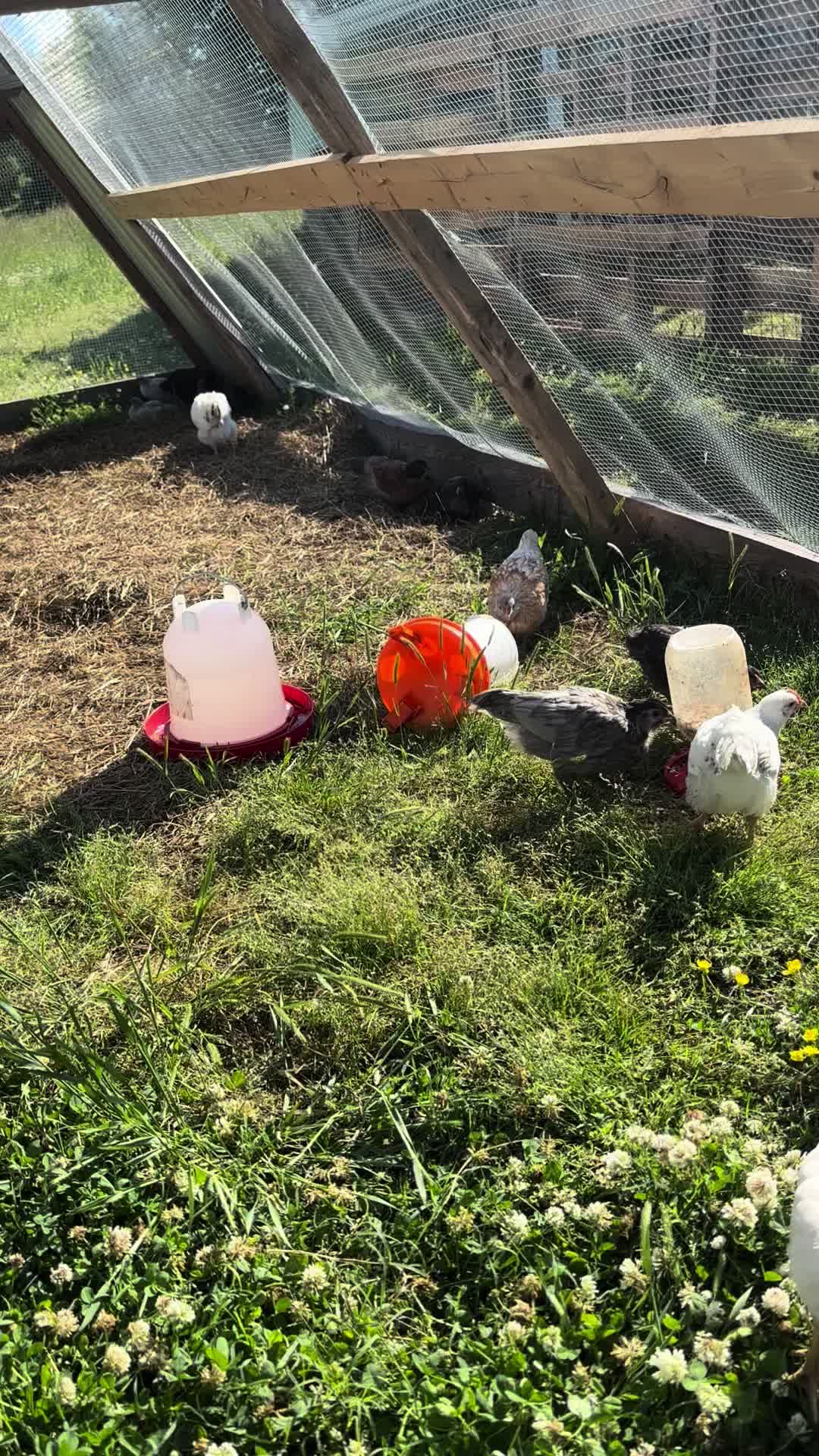 @C&B Chaos Farms