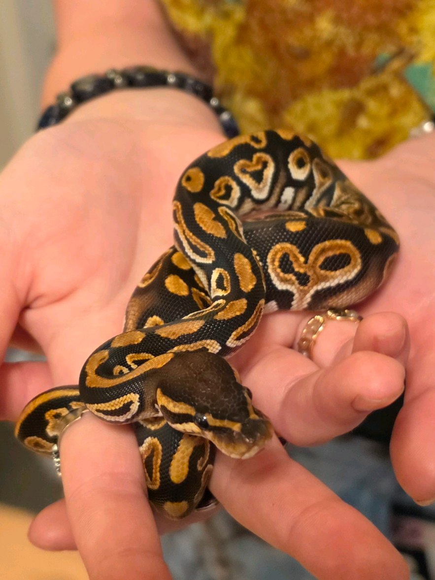 @Elliott Exotics