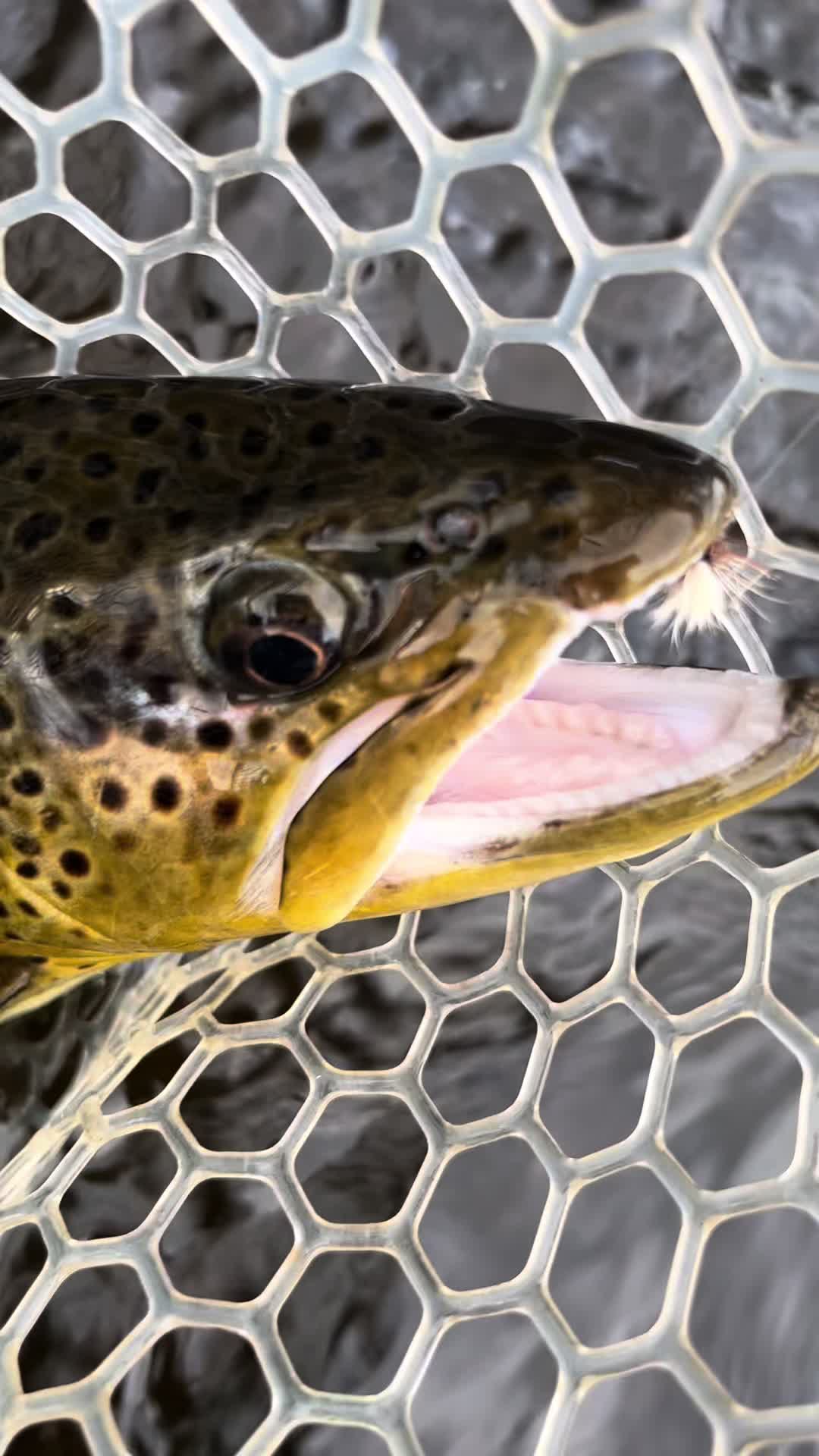@lucky.hat.fly.fishing