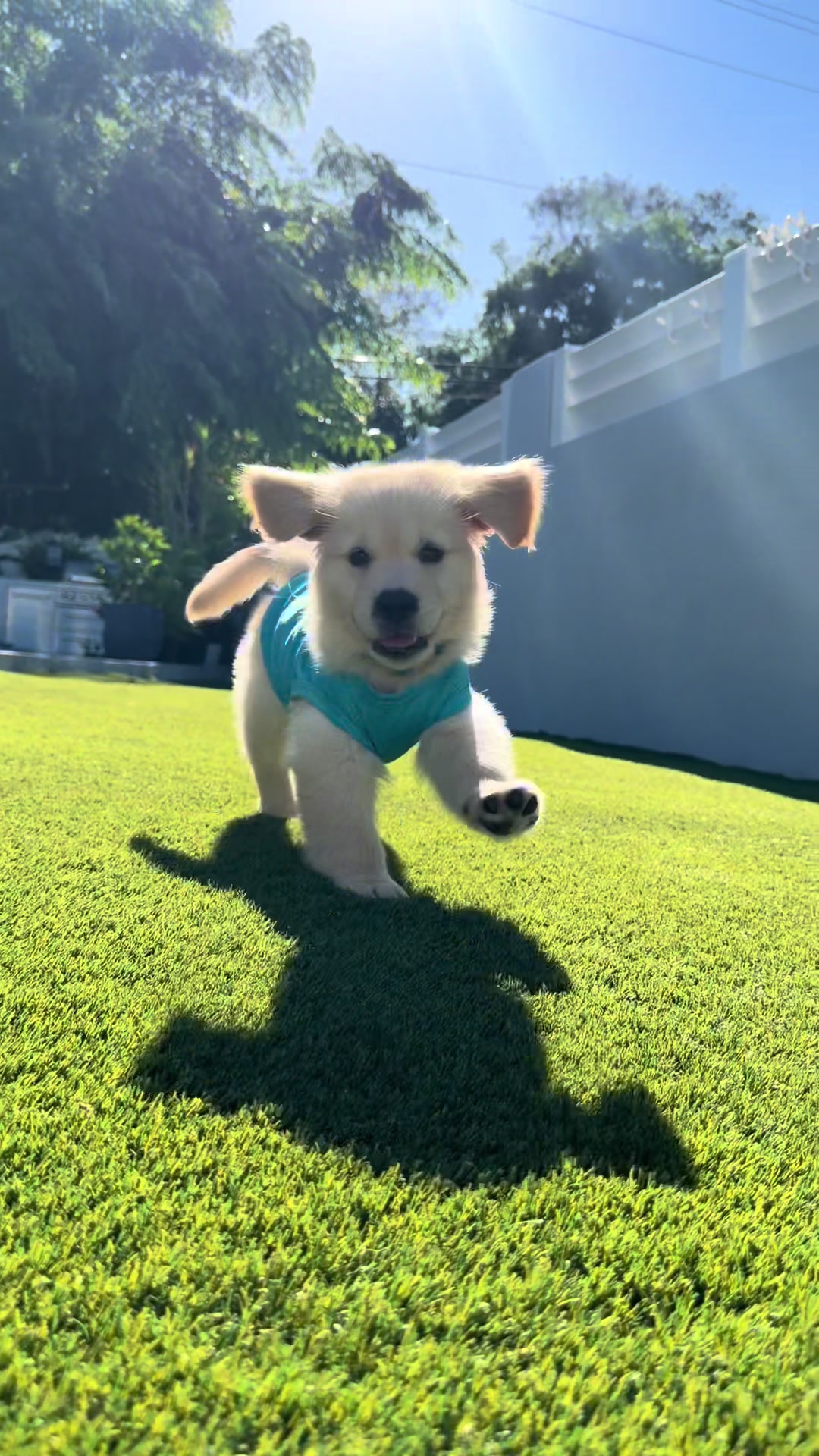 @thepawsisterspr