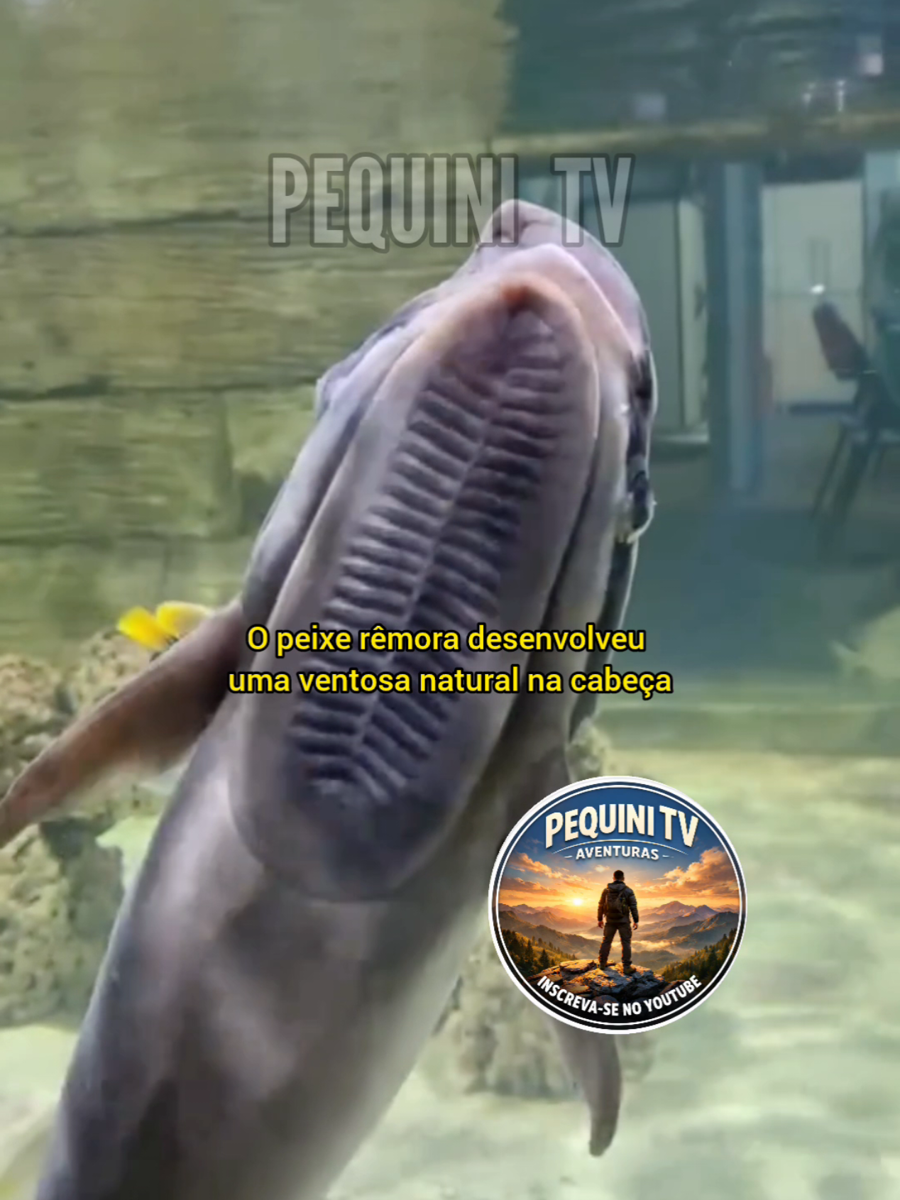 @PEQUINI TV