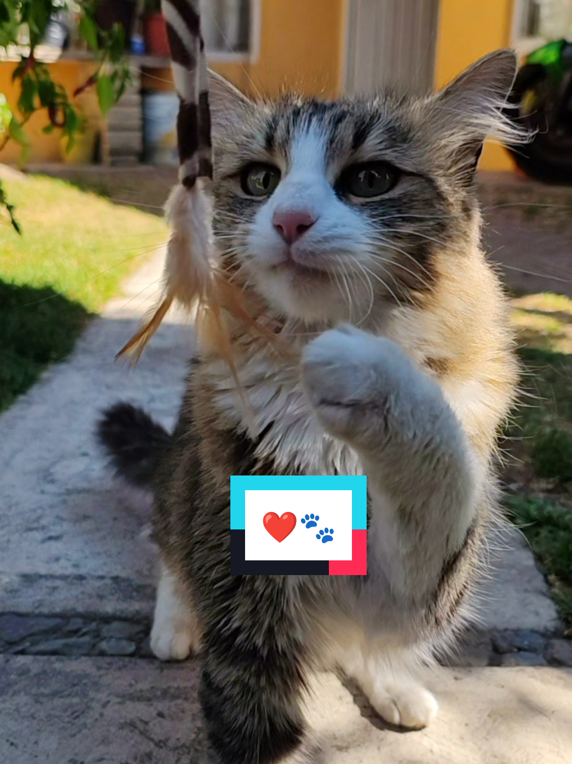 @Lunita🐱🌜