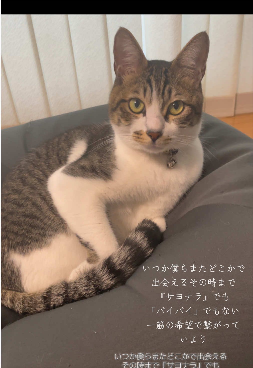 @ねこまみれ