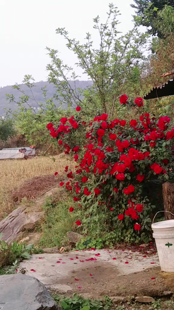@Binita Basnet