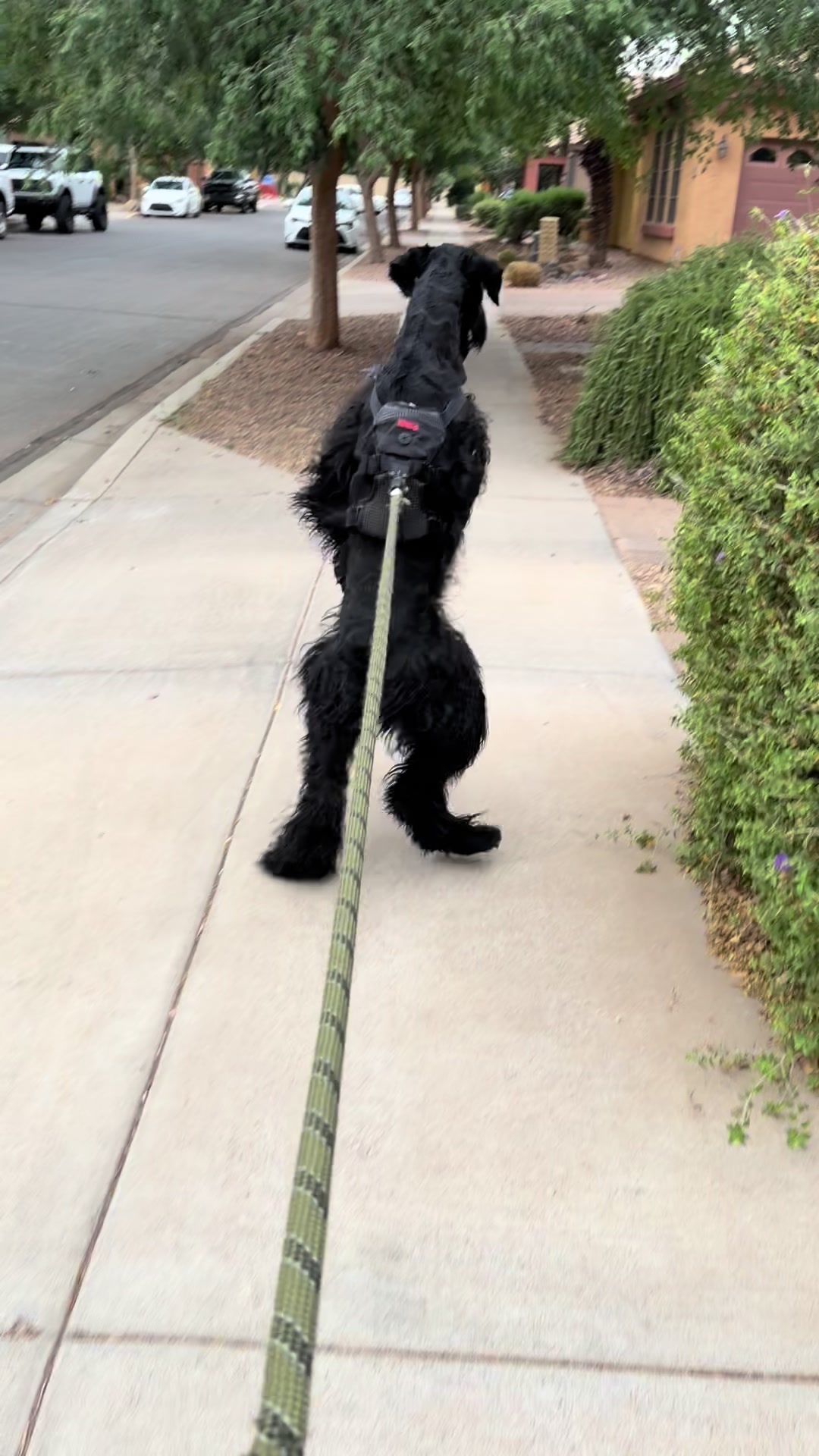 @Fiona Walks