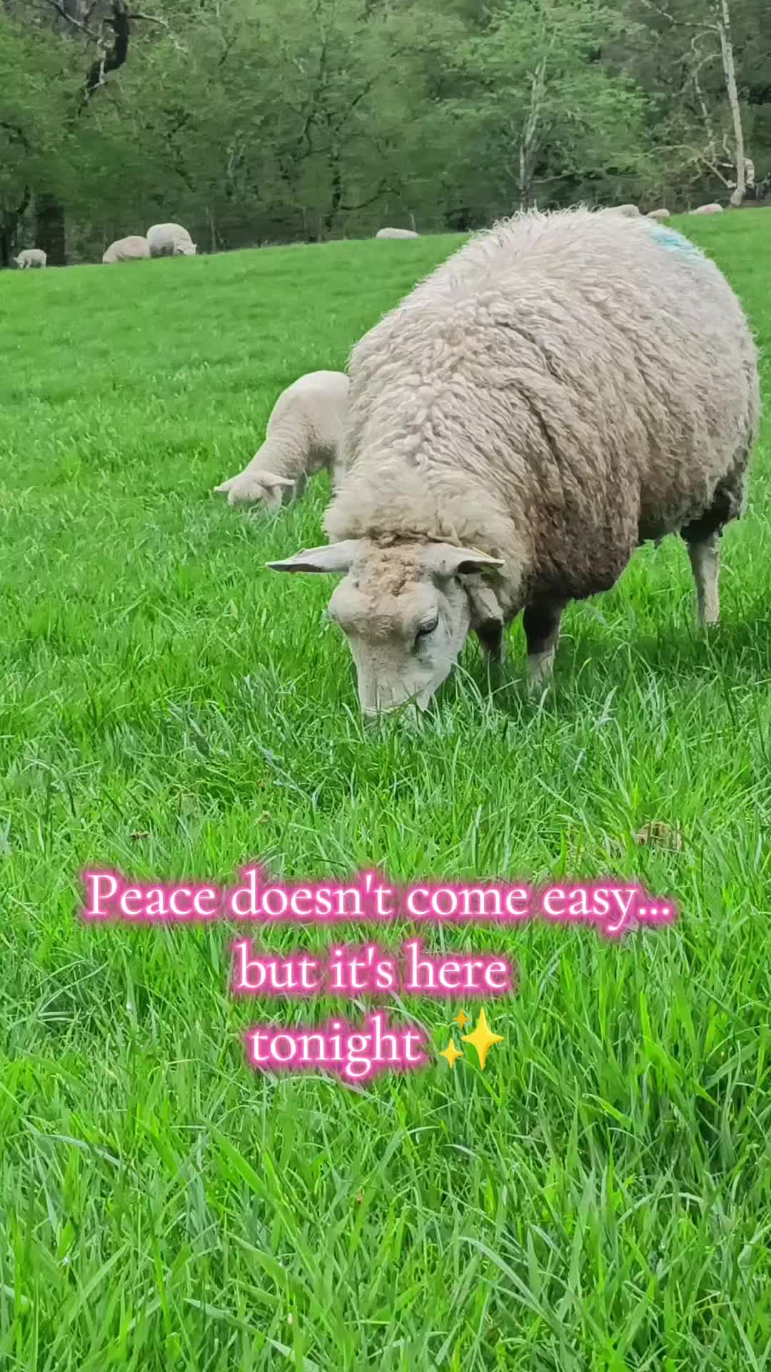 @fieldsforevere42