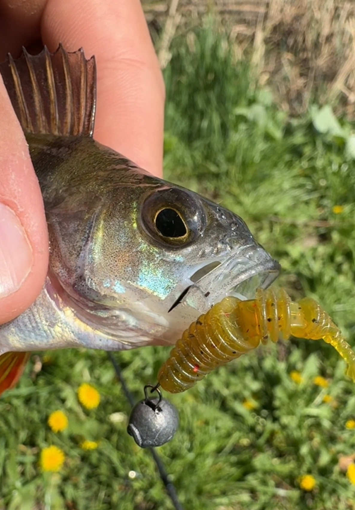 @𝗧𝗚.𝗗𝗬𝗫𝗙𝗜𝗦𝗛🎣