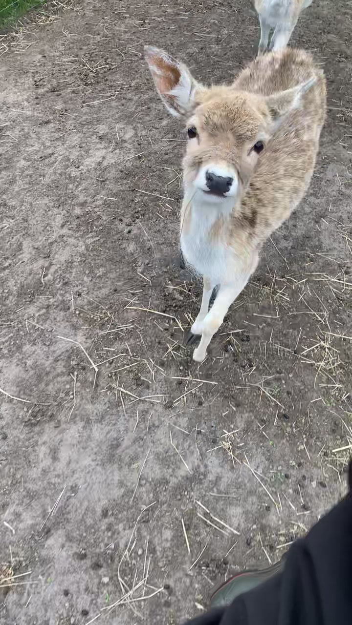 @Boo__Farm
