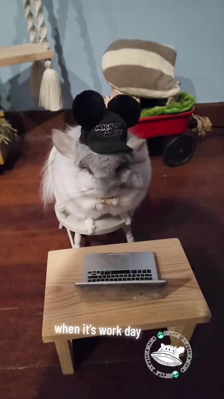 @Kuzco the Chinchilla