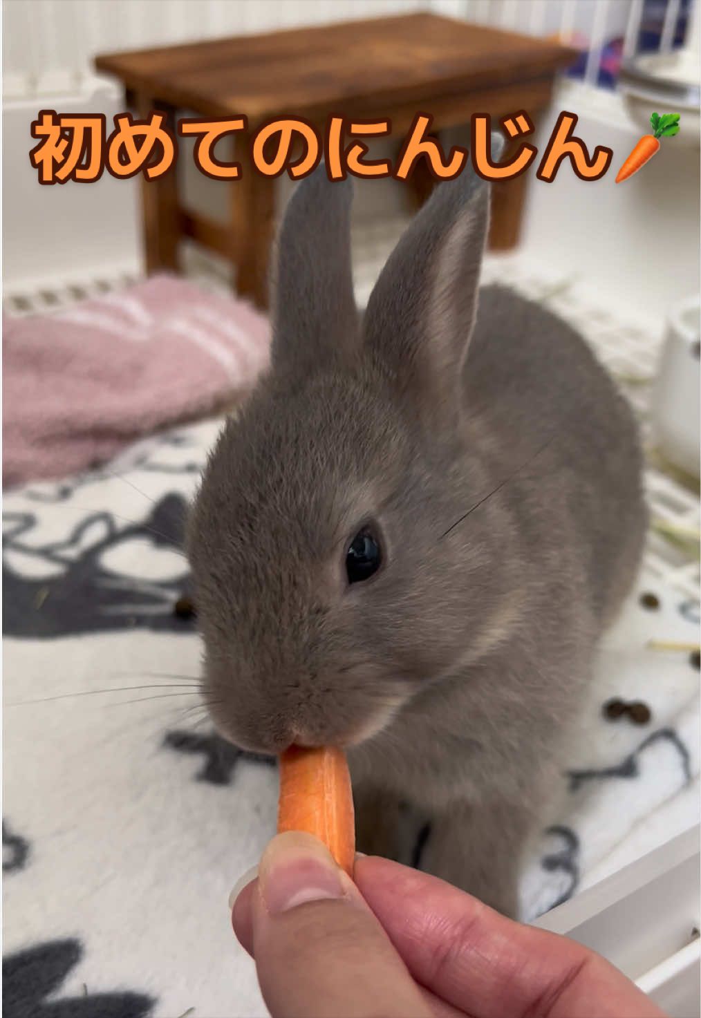 @メルナ🐰🌙2.5次元シンガー