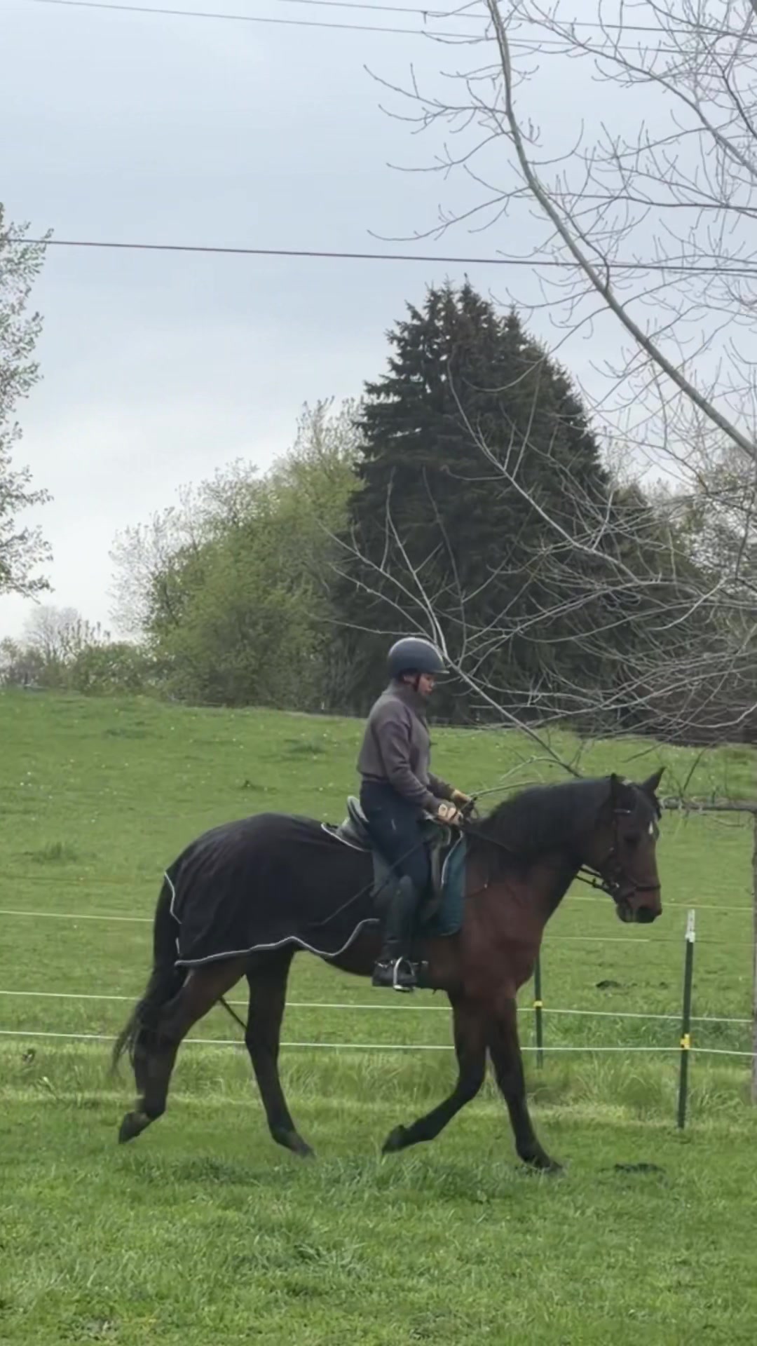 @Lorraine 🐴🩺