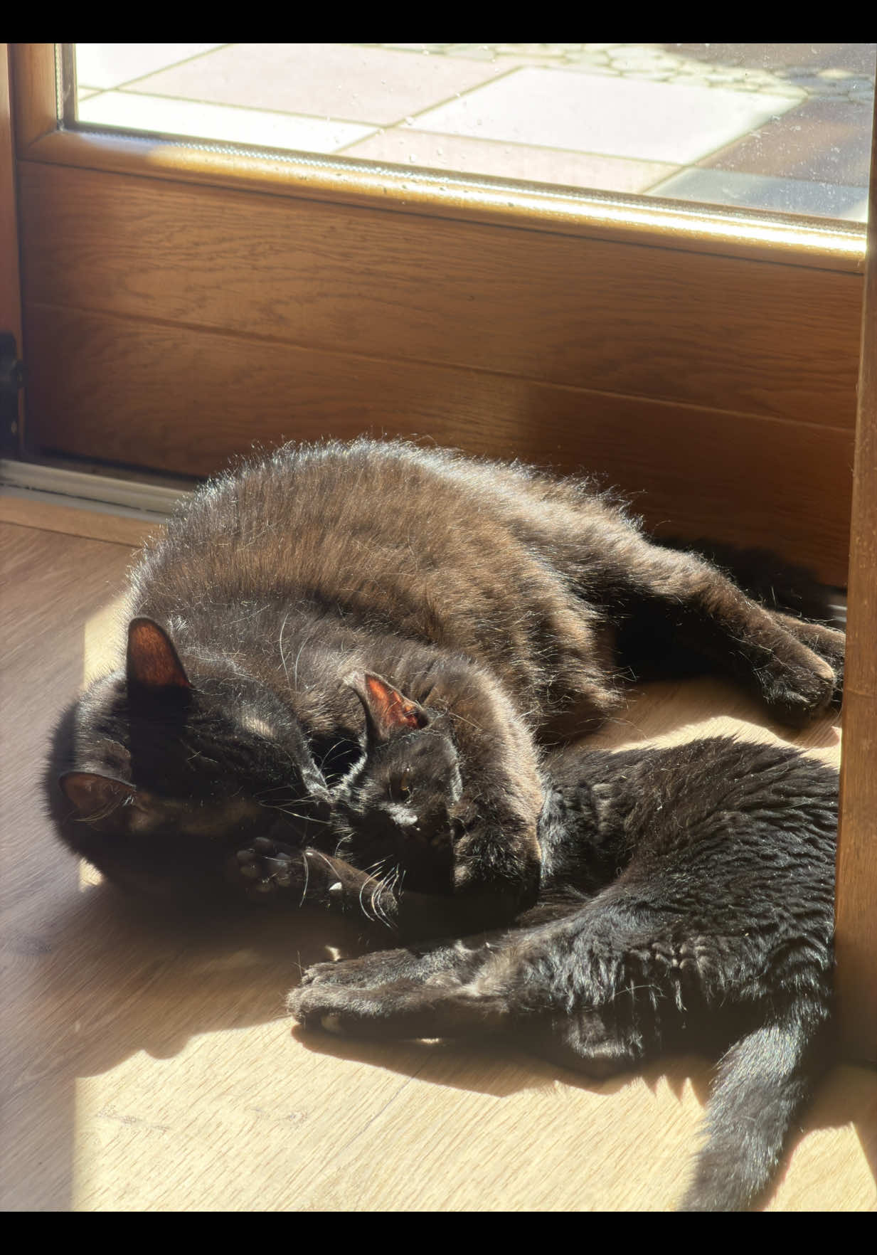 @Giada🐈&zwj;⬛🖤