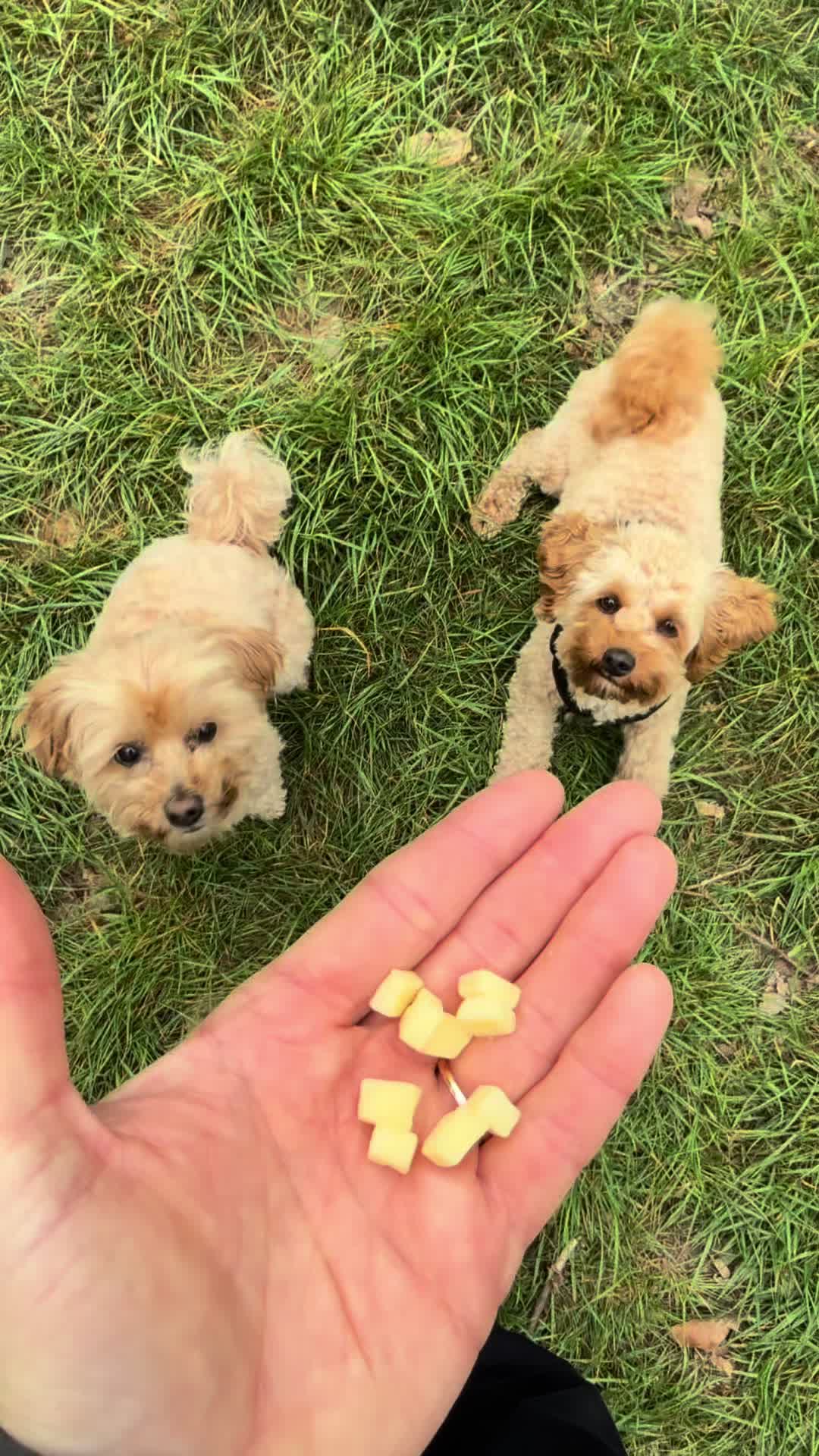 @MilneandMutt
